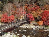 紅の吊橋の紅葉（見頃：例年10月下旬～11月上旬）