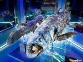 沼津港深海水族館　世界でも稀なシーラカンスも展示されています