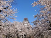 鶴ヶ城桜満開①