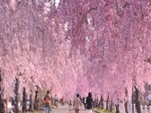 日中線しだれ桜
